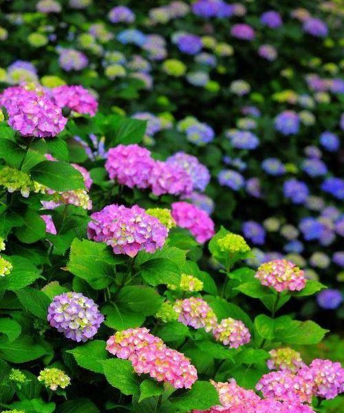 茄子的种植季节是在哪一月