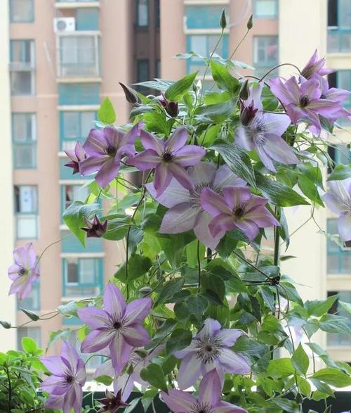 茄子花叶病的防治方法