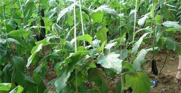 茄子的浇水方法和技巧