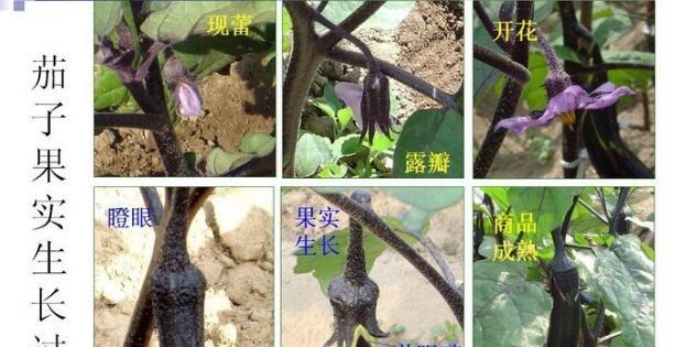 茄子病虫害防治技术与方法措施视频