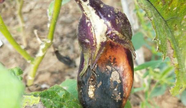 茄子病虫害综合防治技术研究