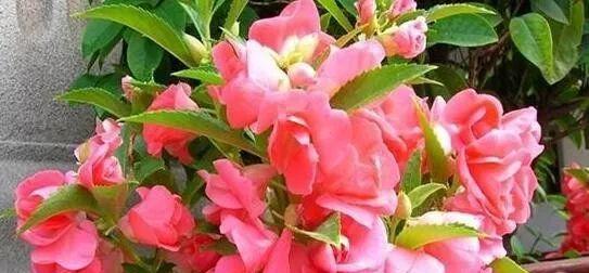 室内种植巧克力花需谨慎施肥吗