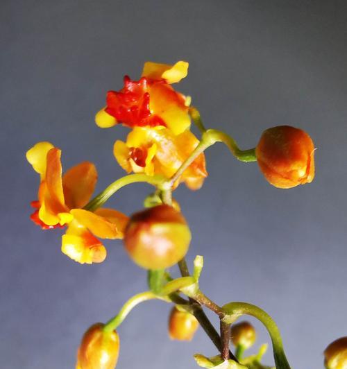 巧克力花的开花时间及特点是什么