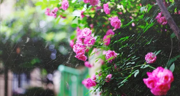 蔷薇花的冬季保养之道是什么