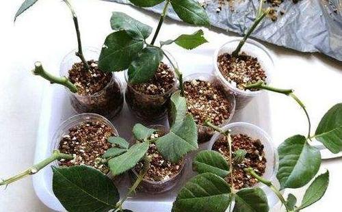 可扦插的植物大盘点图片