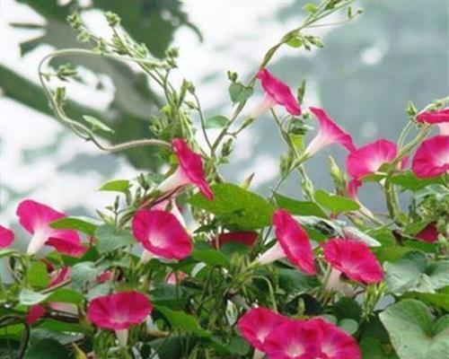 牵牛花种子的种植方法和时间