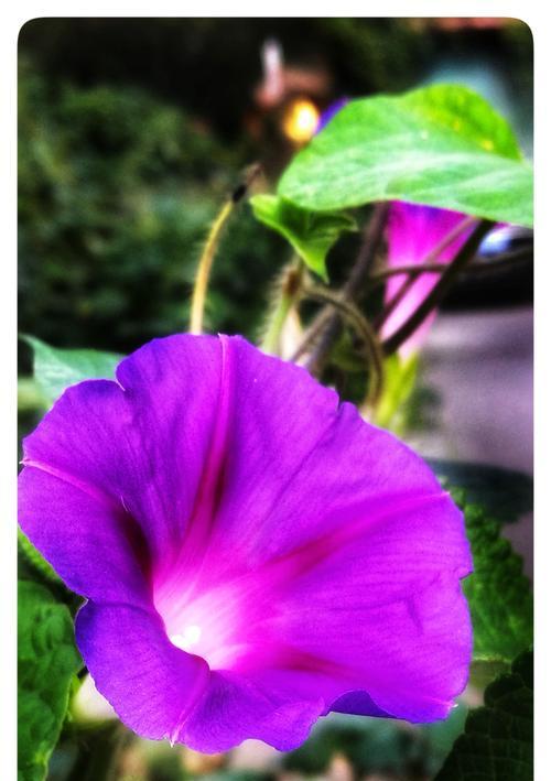 牵牛花,蓝色梦境是什么花