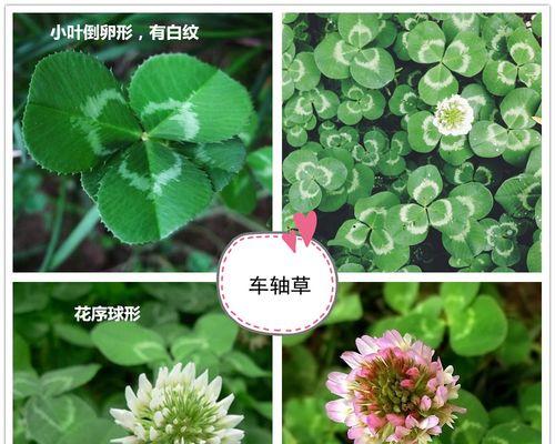 牵牛花是双子叶植物吗