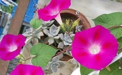 牵牛花种植技巧详解视频