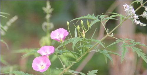 牵牛花的叶子是什么形状的