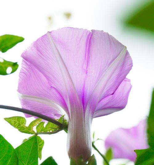 牵牛花的生长特点是什么?