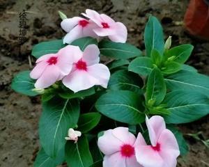 长春花开花季节