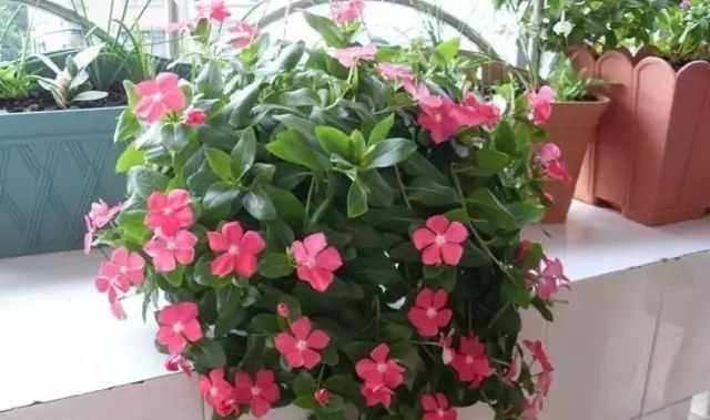 长春花换盆后的浇水技巧和方法