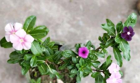 长春花花叶病图片