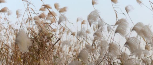 芦苇开花时间及花色特征图片