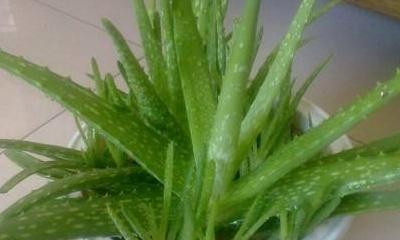 如何正确浇水芦荟视频