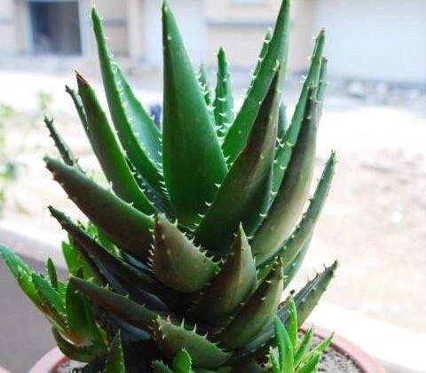 如何养殖美丽的芦荟花视频