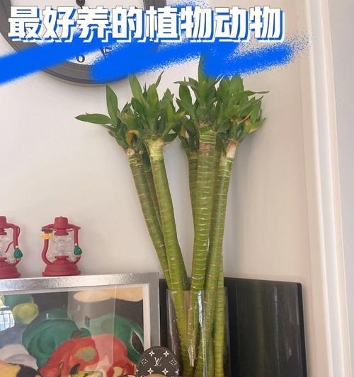 龙竹养殖秘籍大全