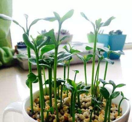 龙眼种子快速发芽方法