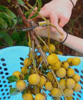 龙眼芽接教程