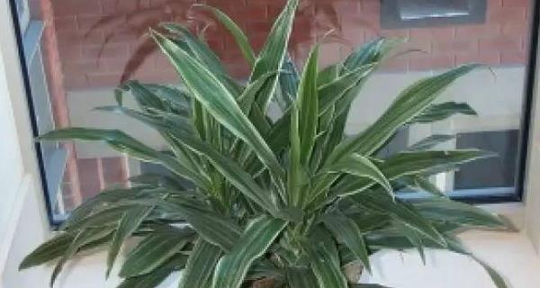 龙血树换盆技巧视频