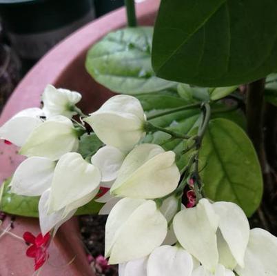 龙吐珠花剪枝修剪方法与步骤