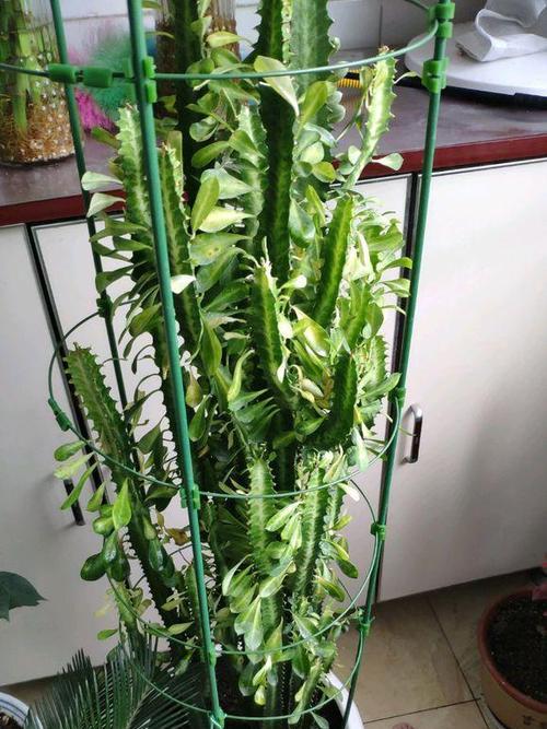 龙骨对阳光的要求