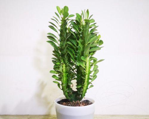 龙骨树怎样养长得快