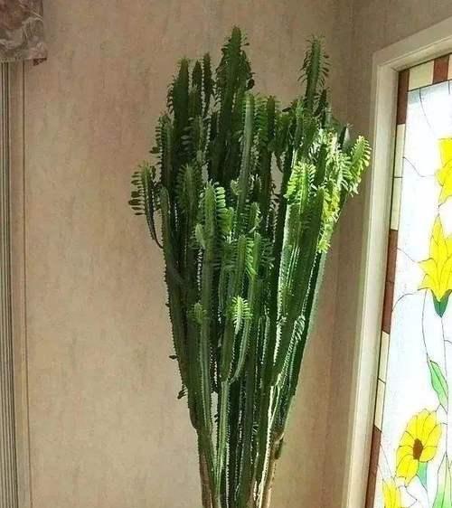 龙骨咋浇水