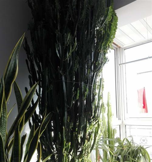 龙骨花的养护技巧和方法