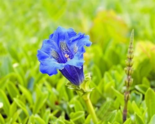 龙胆花的冬季养护方法视频