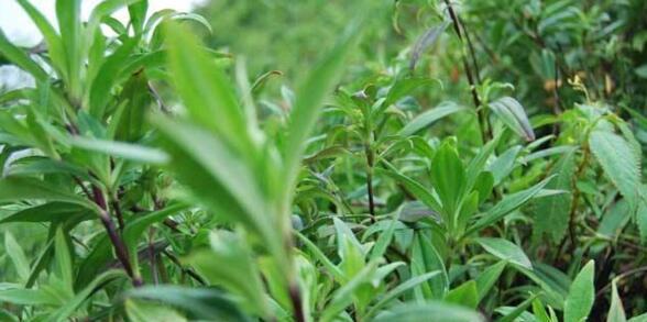 龙胆草的种植与收获时间