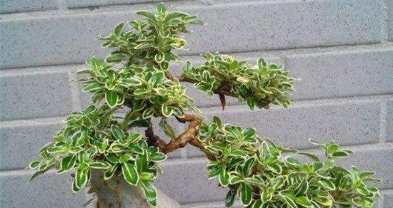 六月雪换盆后怎么养护