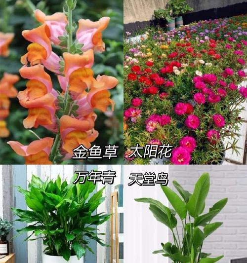 六月份适应种什么蔬菜