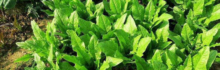 夏季蔬菜种植指南最新