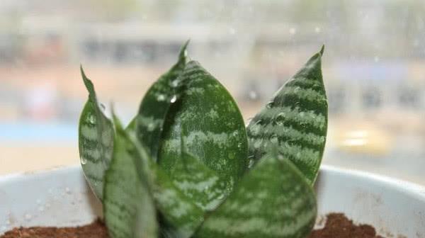 柳树的根系发达吗