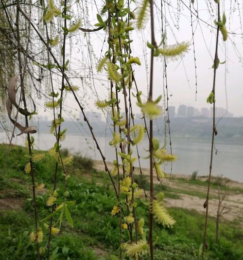 柳树的花是什么颜色的