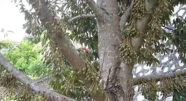 榴莲种子如何发芽快