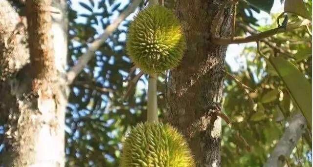 榴莲生长的环境和条件是什么