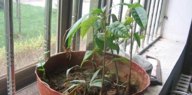 榴莲的开花期