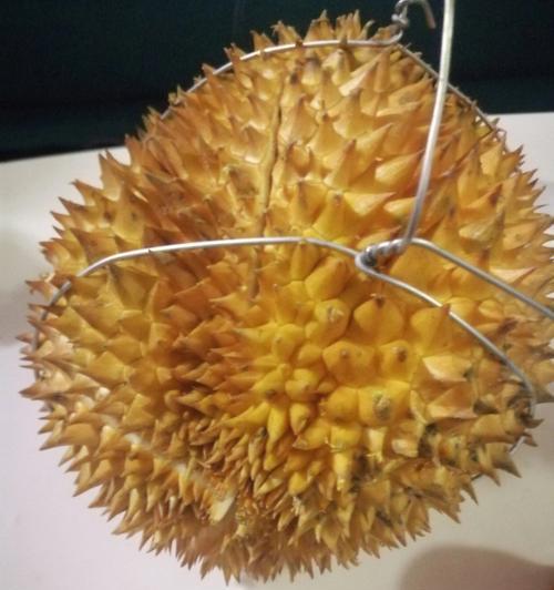 探究榴莲皮作肥料的可行性分析