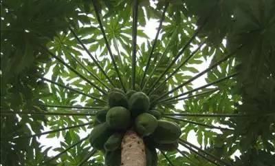 榴莲开花结果的过程与技巧视频
