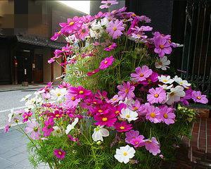 硫华菊是多年生植物吗