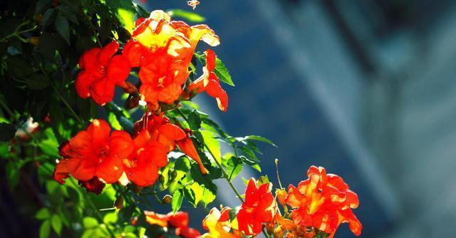 凌霄花开花时间及花期详解图