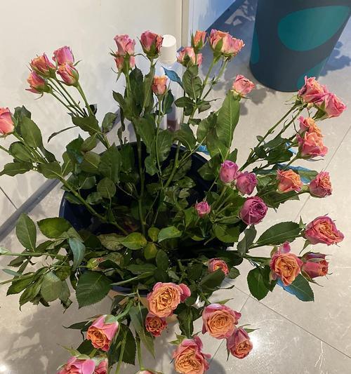 铃兰如何醒花