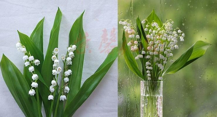 铃兰花的种植与养护方法