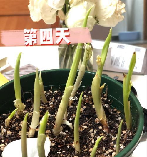 铃兰发芽的全过程视频