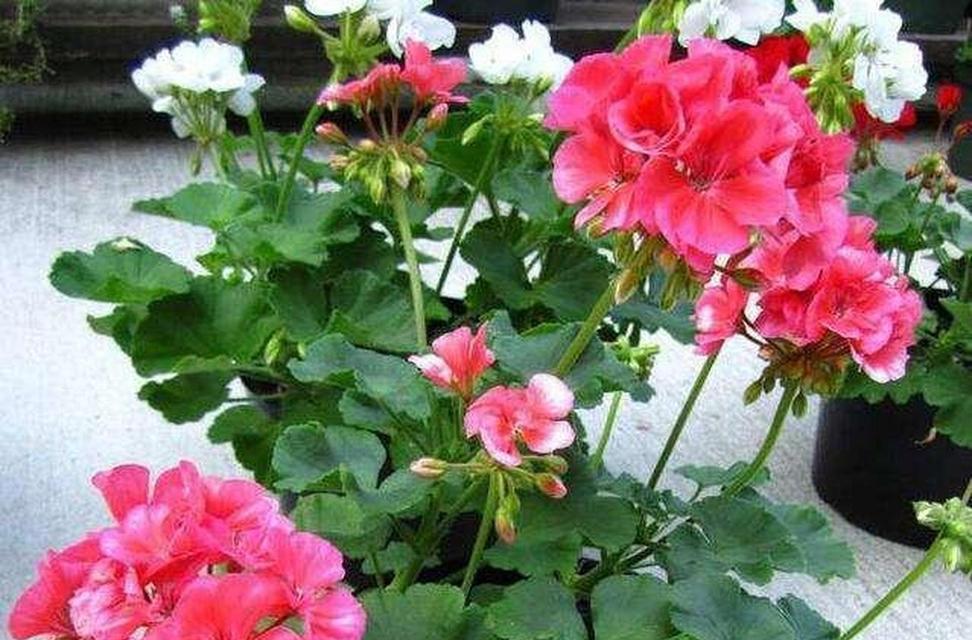 磷酸二氢钾花卉使用方法